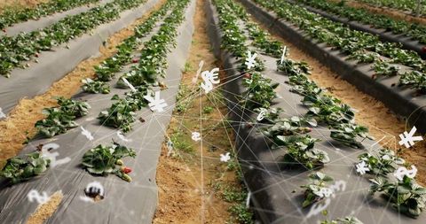 Finance network connecting currency symbols with strawberry rows on black mulch agri-tech concept
