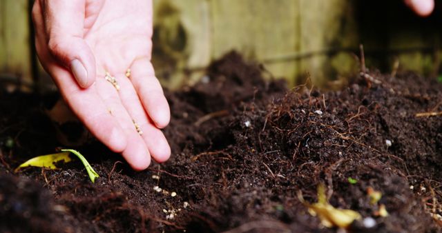 Close-up of Hand Planting Seeds in Garden Soil - Download Free Stock Images Pikwizard.com