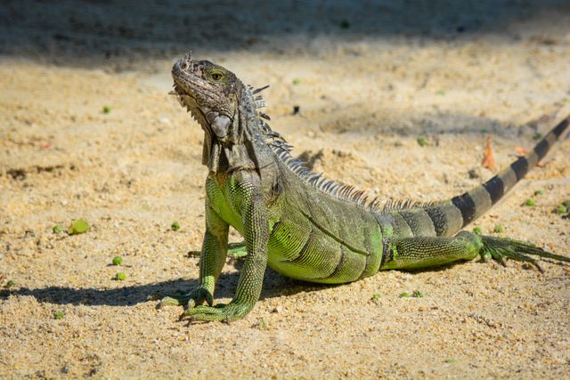 Lizard Common iguana - Download Free Stock Photos Pikwizard.com