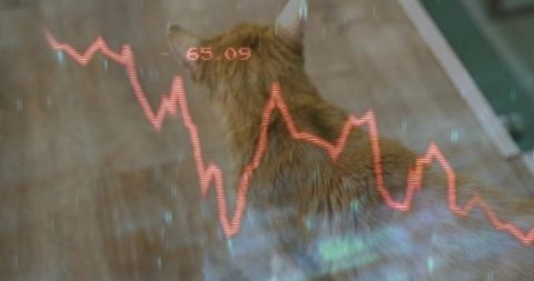 Ginger cat observing red line graph on floor overlay