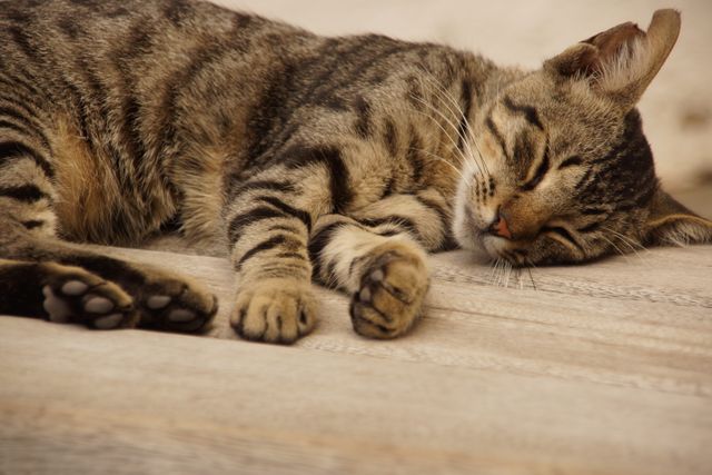 A contented tabby cat with striped fur rests peacefully on a wooden surface, capturing a serene moment. Ideal for use in animal care articles, pet care blogs, or to enhance any feline-themed merchandise. Perfect for illustrating relaxation or serenity in home decor or veterinary contexts.