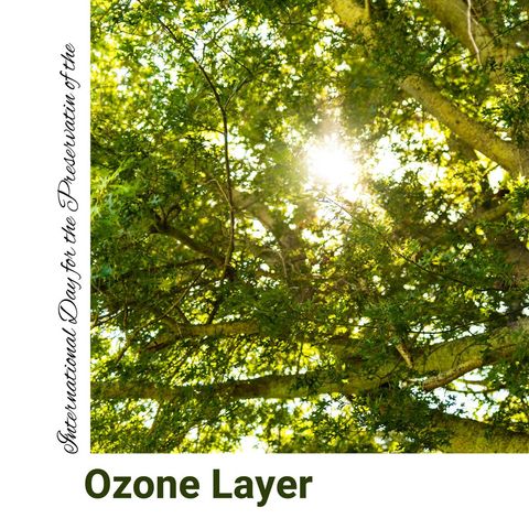 Sunlight Streaming Through Trees with Emphasis on Ozone Layer Preservation - Download Free Stock Templates Pikwizard.com