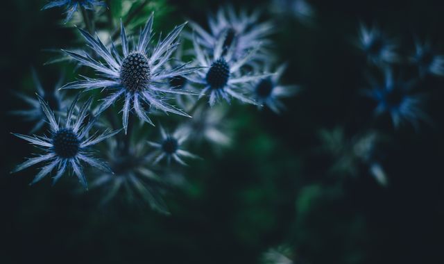 Close-Up of Blue Thistle Flowers in Moody Lighting - Download Free Stock Photos Pikwizard.com