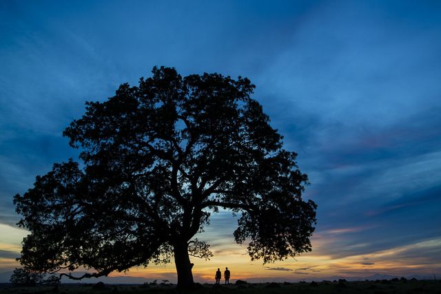 This image shows a large tree in silhouette with two people standing beneath it during sunset. The vibrant sky transitions from warm hues to dusk, creating a peaceful and reflective ambiance. This image can be used in promotional materials for travel, nature conservation campaigns, and serene lifestyle presentations.