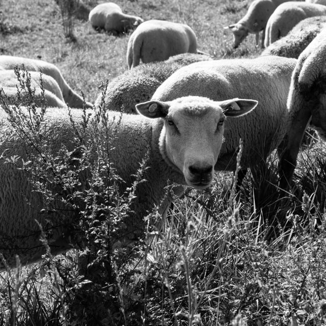 Sheep grazing in a sunlit pasture, part of a herd. Good for agricultural blogs, farm promotional materials, or any content related to livestock and rural life.