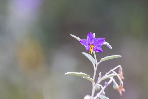Purple wildflower with yellow stamens blooming on slender stem against soft bokeh