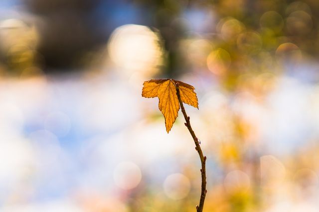 Picture of single autumn leaf on stem against blurred bokeh background. Ideal for autumn-themed projects, nature-related content, and concepts of change, tranquility, or the beauty of fall.