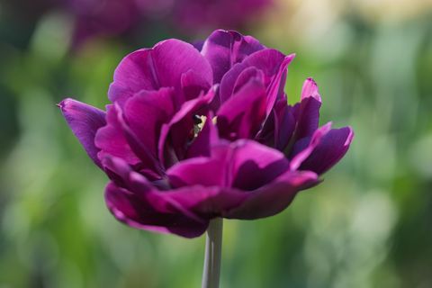 Deep Purple Double Tulip Blooming on Single Stem with Soft Green Bokeh Background