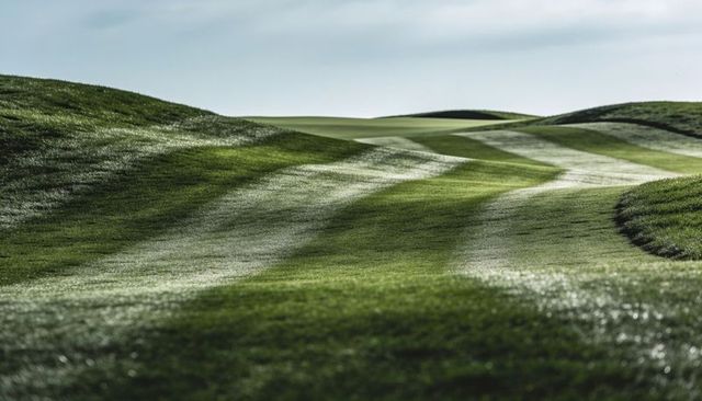Rolling mown fairway showing sinuous mowing stripes, dew reflections and undulating turf