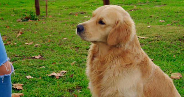Golden Retriever sitting attentively on a green grassy field in a park. Ideal for illustrating pet care, outdoor activities, dog companionship, and nature scenes. Suitable for websites, blogs, advertisements, and pet-related content.