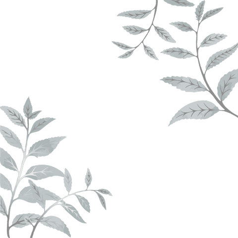 Minimalist Decorative Botanical Illustration on Transparent Background - Download Free Stock Videos Pikwizard.com