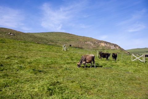 Grazing Brown Cow on Rolling Green Hills with Distant Herd and Blue Sky