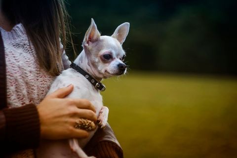 Woman Holding Small Chihuahua Outdoor Setting Relaxed Atmosphere