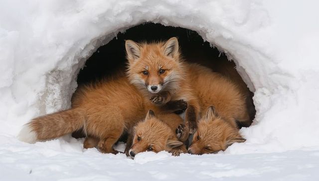 Red fox kits nestling in snow den peering toward camera playful winter wildlife