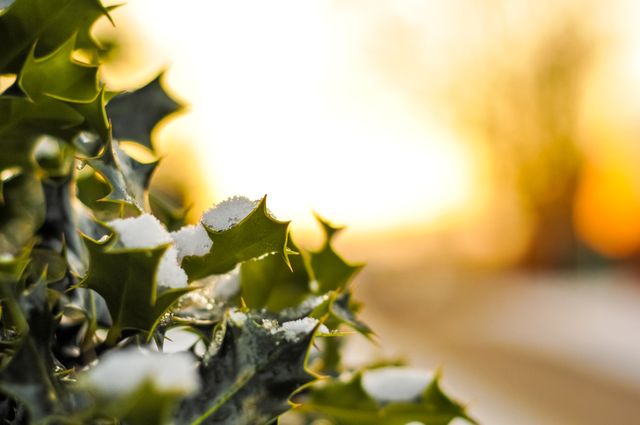 Close-Up of Snow-Dusted Holly Leaves at Sunset - Download Free Stock Photos Pikwizard.com