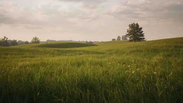 Lone tree standing on rolling meadow at dusk — expansive pasture and wildflowers