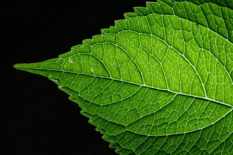 Microscopic view of green birch leaf with prominent veins