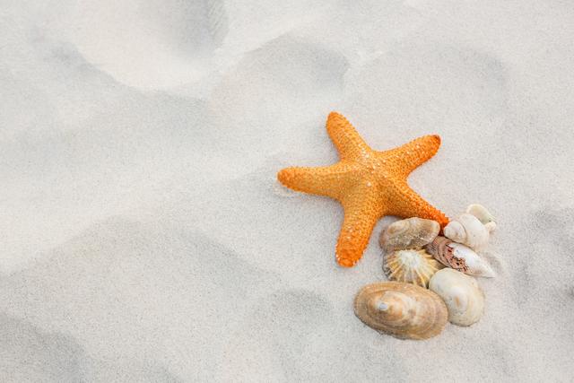 Starfish and seashells resting on sandy beach. Perfect for travel brochures, summer vacation promotions, marine life studies, coastal decor, and nature-themed designs.