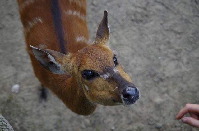 This photo features a close-up shot of a Sitatunga antelope, showing its detailed facial features and inquisitive expression. Ideal for educational materials on African wildlife, conservation articles, or nature photography collections. Can be used in travel brochures promoting African safaris or wildlife reserves.