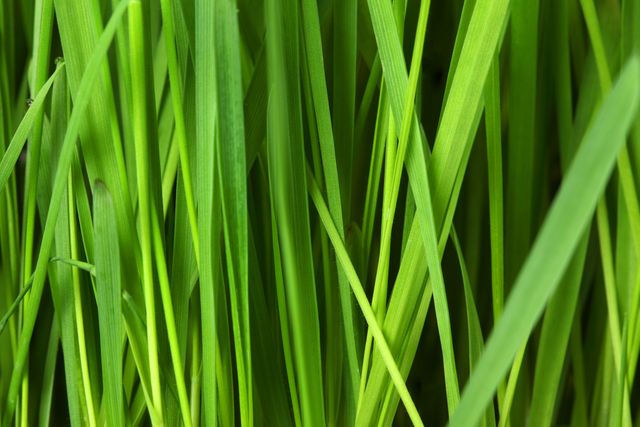 Showing fresh green grass blades in a field, this image's natural textures and vibrant colors can be used in nature blogs, landscaping advertisements, or eco-friendly product promotions. Perfect for backgrounds in presentations and marketing materials related to gardening, agriculture, or springtime themes.