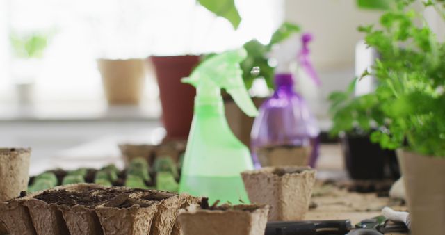 Indoor Gardening Tools and Seedlings on a Table - Download Free Stock Images Pikwizard.com