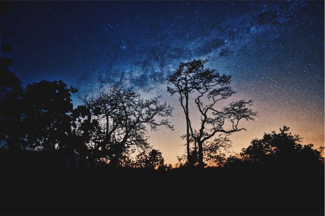 Starry Sky Silhouetting Trees at Twilight - Download Free Stock Photos Pikwizard.com