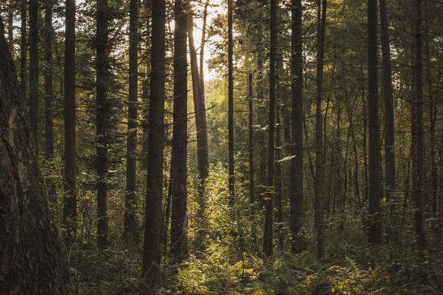 Depicting a dense forest with sunlight filtering through tall trees, creating a serene and peaceful atmosphere. Useful for nature blogs, environmental campaigns, wallpapers, meditation apps, and travel websites highlighting natural beauty.