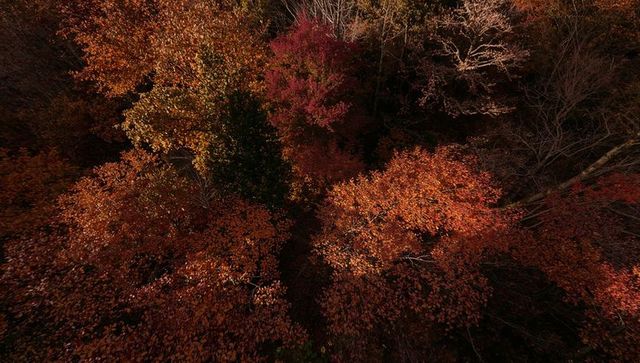Aerial View of Dense Autumn Foliage in Vibrant Forest Canopy