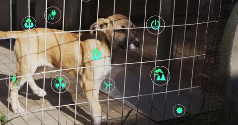 Dog peering through fence accompanied by eco-friendly symbols