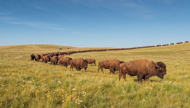 American bison herd migrating across wildflower prairie under clear blue sky