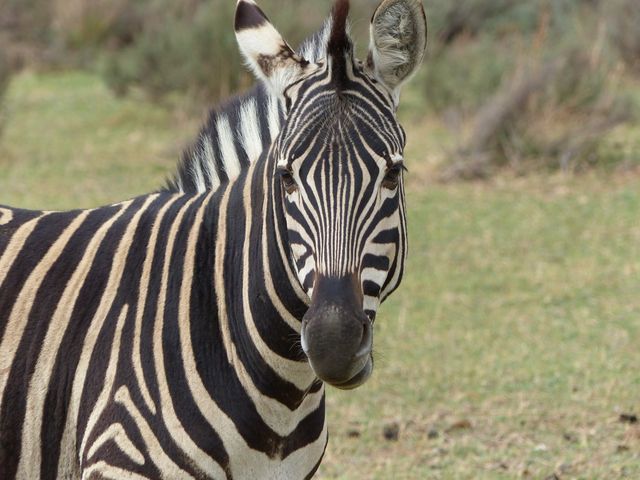 Zebra in Natural Habitat Closeup - Download Free Stock Photos Pikwizard.com