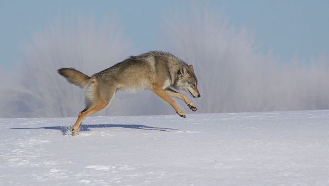 Leaping coyote launching across snowy plain kicking powder, winter wildlife action