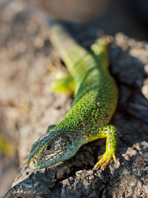 Close-up of vibrant green lizard basking on tree bark in natural sunlight. Detailed texture and colors of reptile's skin stand out. Ideal for educational purposes on reptiles, wildlife photography, nature-themed content, and biology resources.