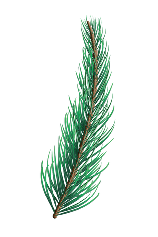 single fir tree branch vector on transparent background - Download Free Stock Videos Pikwizard.com