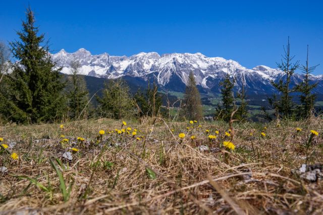 Scenic alpine meadow with vibrant wildflowers in foreground, snow-capped mountains and clear blue sky in background. Ideal for nature, travel, and adventure themes. Perfect for promoting outdoor activities like hiking and for use in tourism materials. Captures the serenity and natural beauty of mountainous regions during spring.