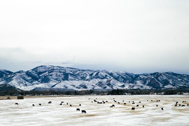 Snow-covered pasture with cows grazing in cold winter setting with mountains in the background. Ideal for illustrating agricultural scenes, rural countryside life, or showcasing winter landscapes and nature's beauty in the cold season.