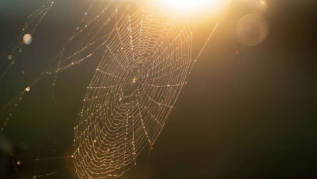 Spider Web Shimmering with Dew at Dawn in Woodland