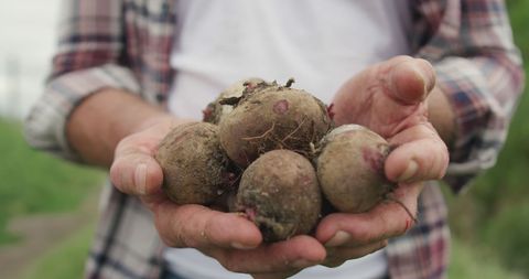 Senior Farmer Holding Freshly Harvested Organic Potatoes