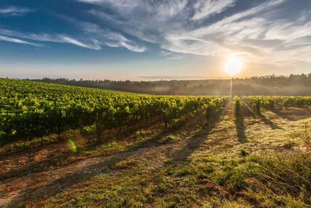 Lush Vineyard During Sunrise with Clear Sky and Sun Rays - Download Free Stock Photos Pikwizard.com