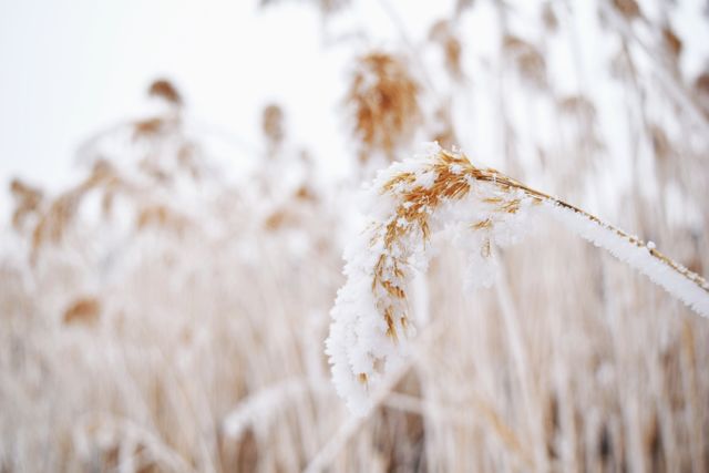 Reed plants covered in frost against a snowy winter backdrop, creating a tranquil natural scene. Perfect for winter-themed projects, seasonal greetings, and nature-related content.