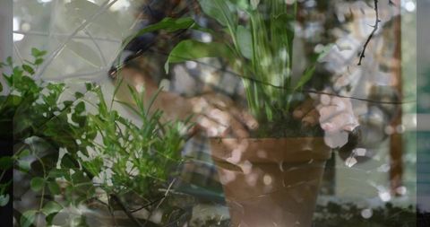 Double exposure mature woman tending tall houseplant in terracotta pot near window bokeh