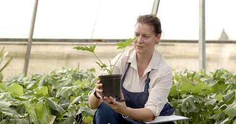 Horticulturist Inspecting Seedling in Greenhouse for Organic Growth