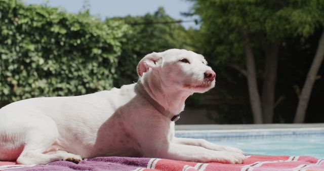 White dog lying on towel at swimming pool in nature. Lifestyle, free time, summer, animal and vacation, unaltered.