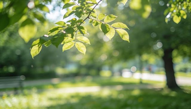 Sunlit leaves on slender branch casting dappled bokeh over peaceful park pathway