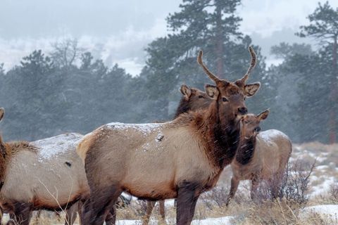 Elk Group Standing Amidst Snowfall in Winter Forest