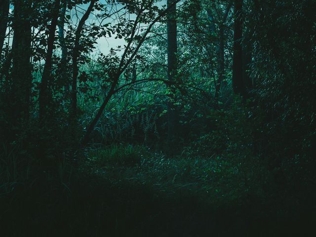 Dense, Dark Forest with Mysterious Atmosphere in Evening - Download Free Stock Photos Pikwizard.com