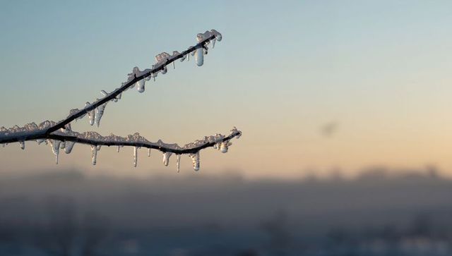 Icicles on bare branches at sunrise misty horizon winter frost close-up