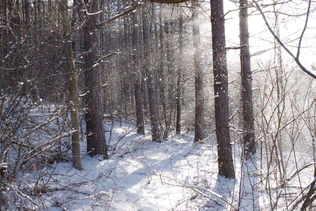 Sunlight Filtering Through Snow-Covered Forest in Winter - Download Free Stock Photos Pikwizard.com