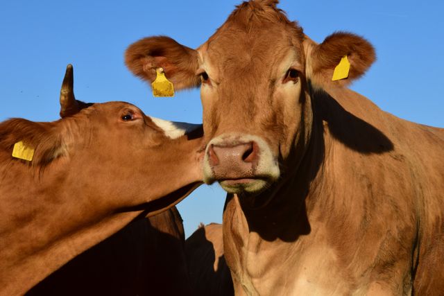 Two Brown Cows Nuzzling Against Blue Sky - Download Free Stock Photos Pikwizard.com