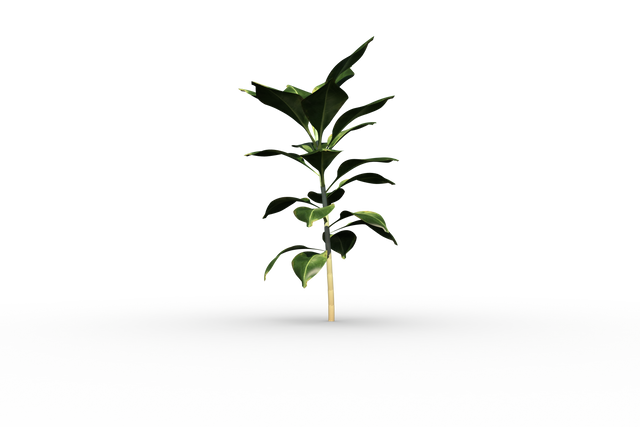 Transparent Background Small Vibrant Green Seedling - Download Free Stock Videos Pikwizard.com